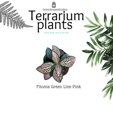 Fitonia Green line pink