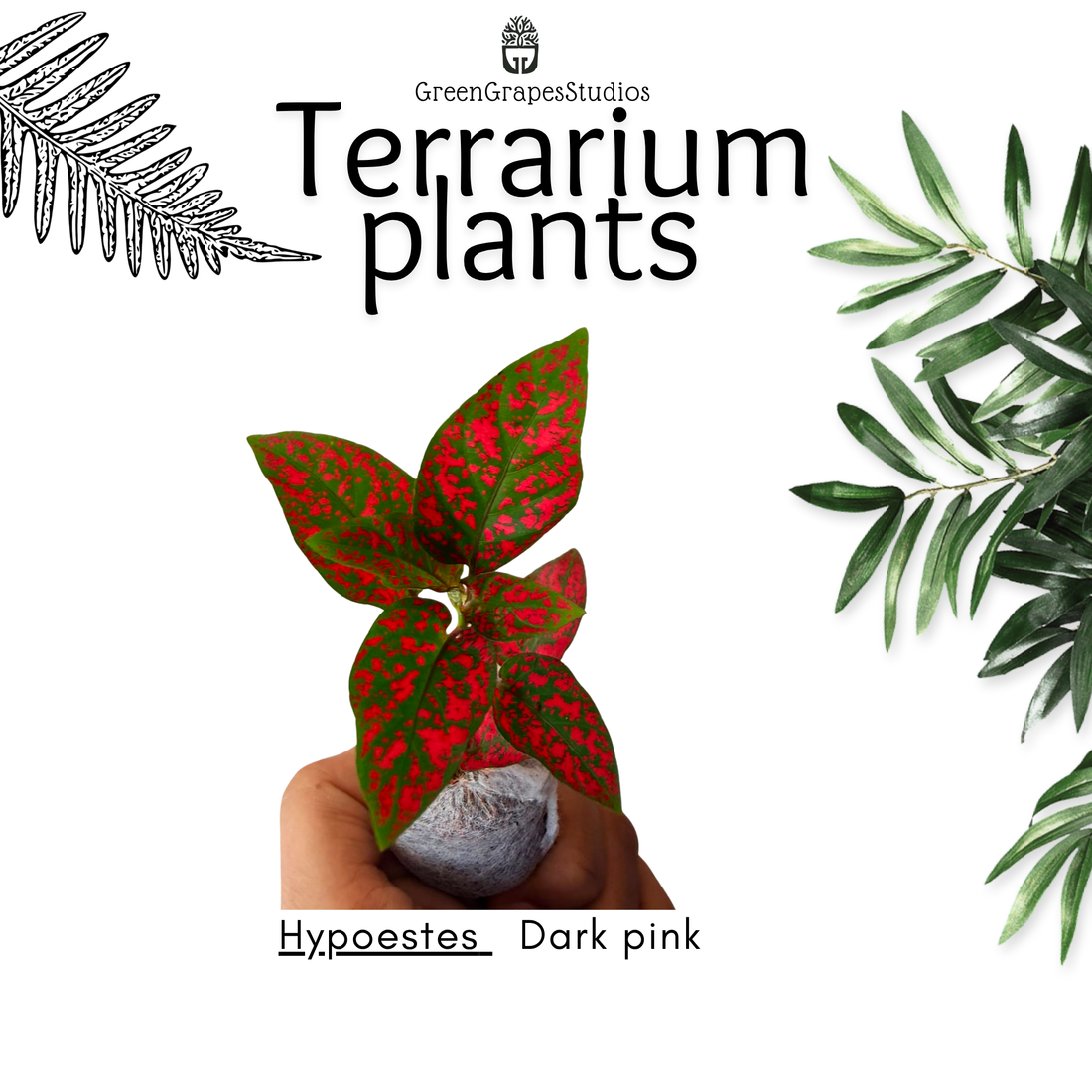 Hypoestes Dark Red Greengrapesstudios