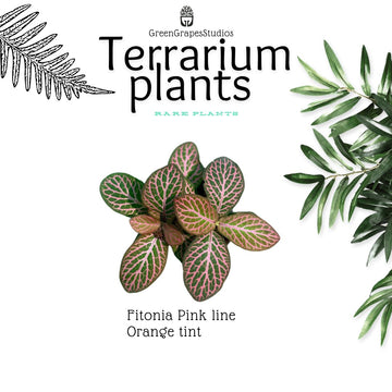 Fitonia Pink line orange tint Greengrapesstudios