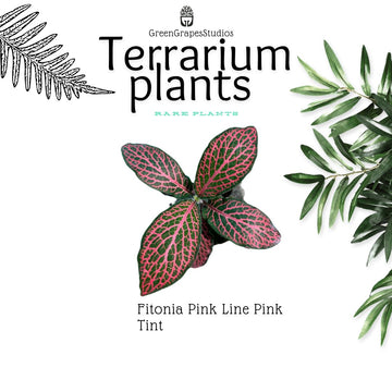 Fitonia Pink line pink tint