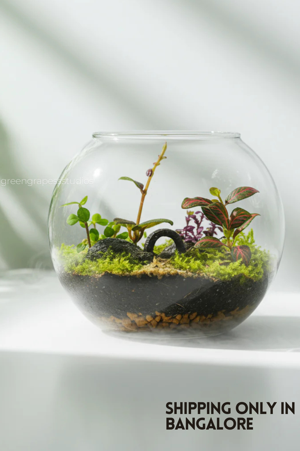 6-Inch Terrarium