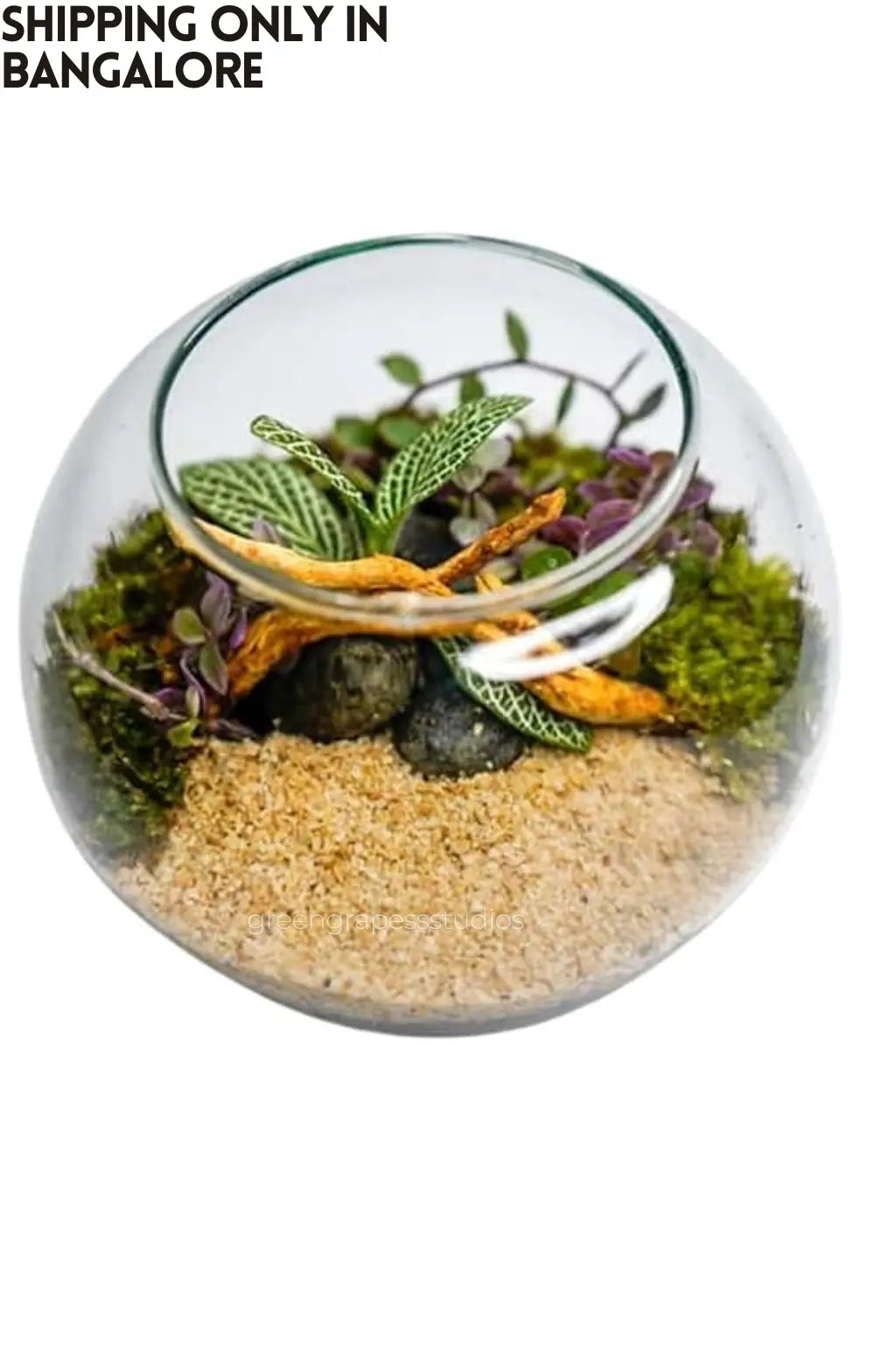 4-Inch Terrarium Greengrapesstudios