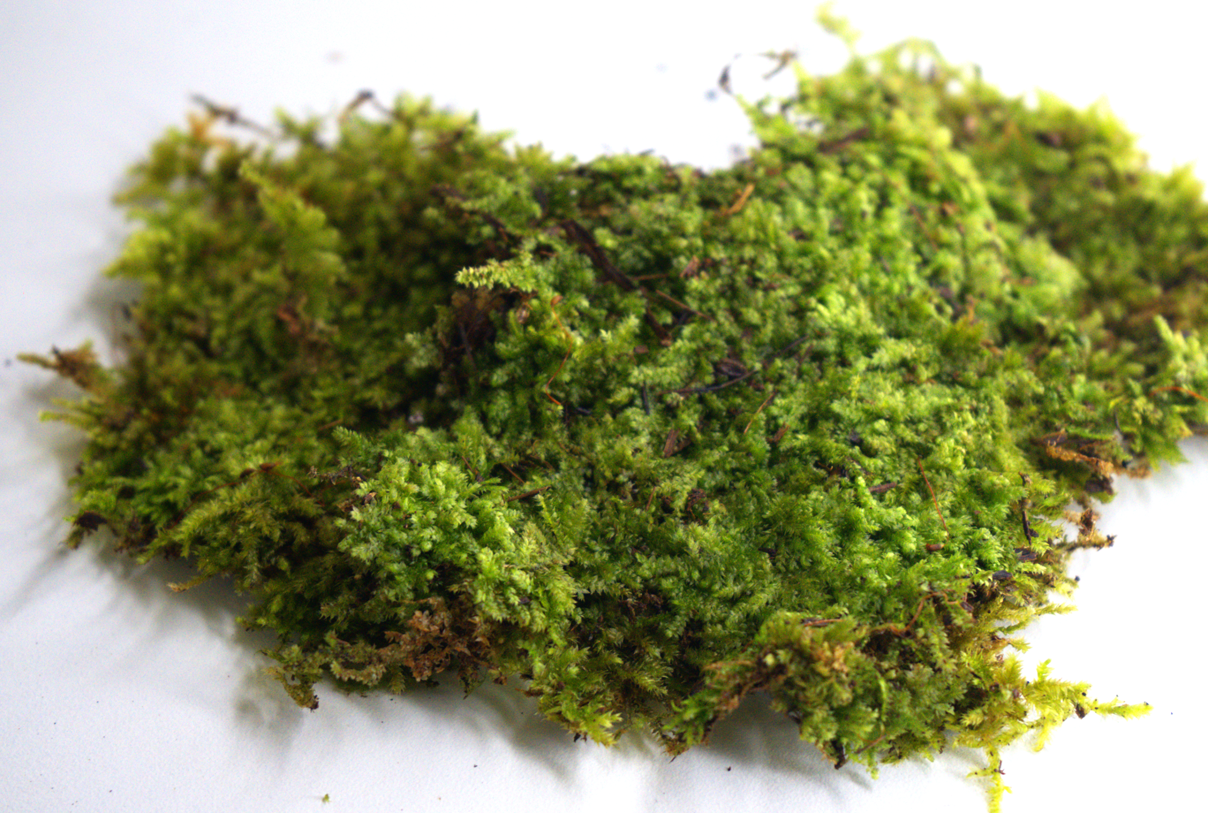 Terrarium moss