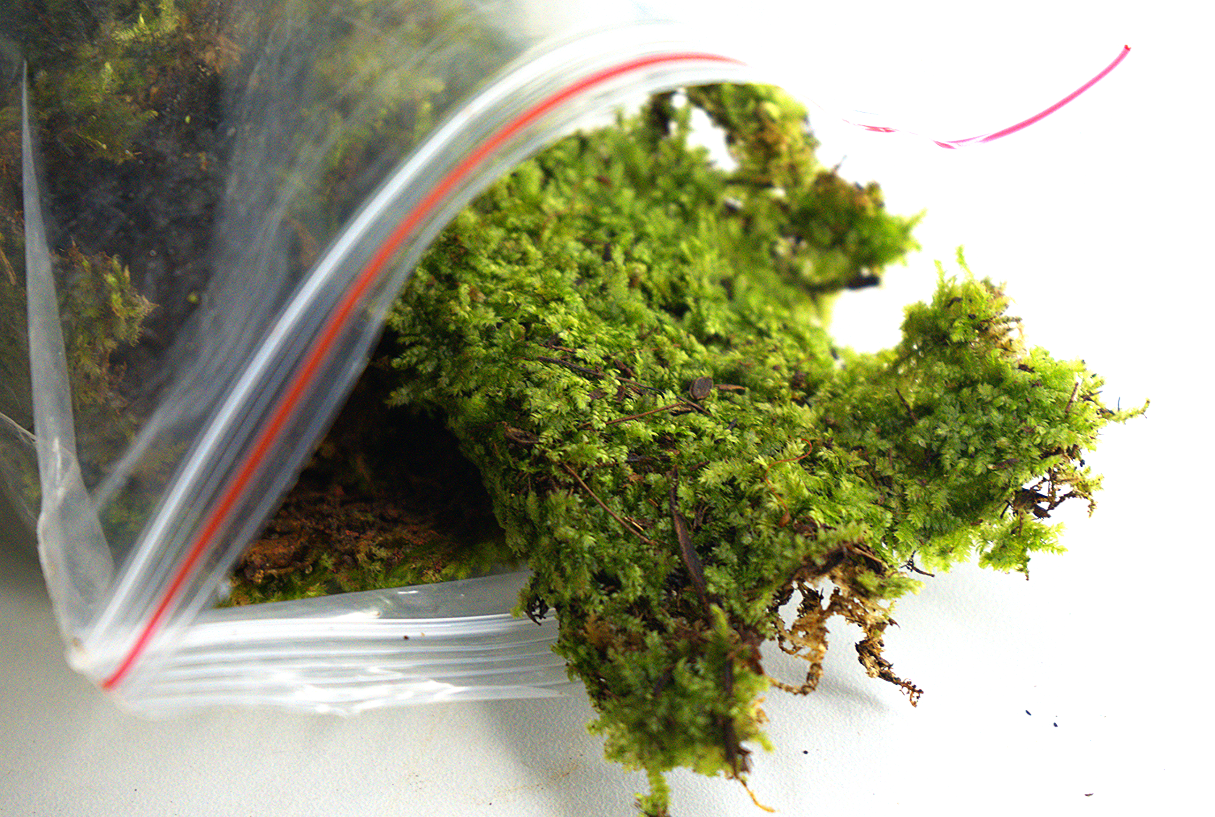 Terrarium moss