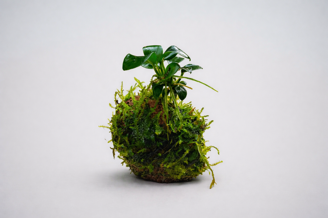 Wabi-kusa Anubias (4 Months old rooted plant) Greengrapesstudios