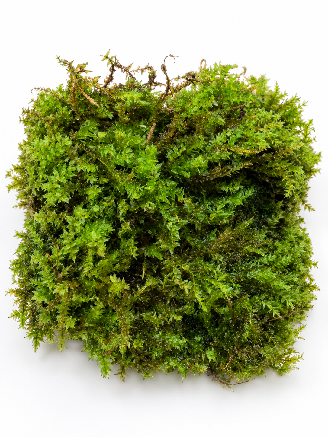 Badge moss (Terrarium) Greengrapesstudios