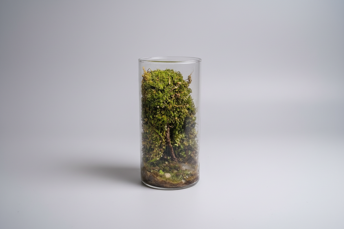 Desktop Terrarium (5 Inch)