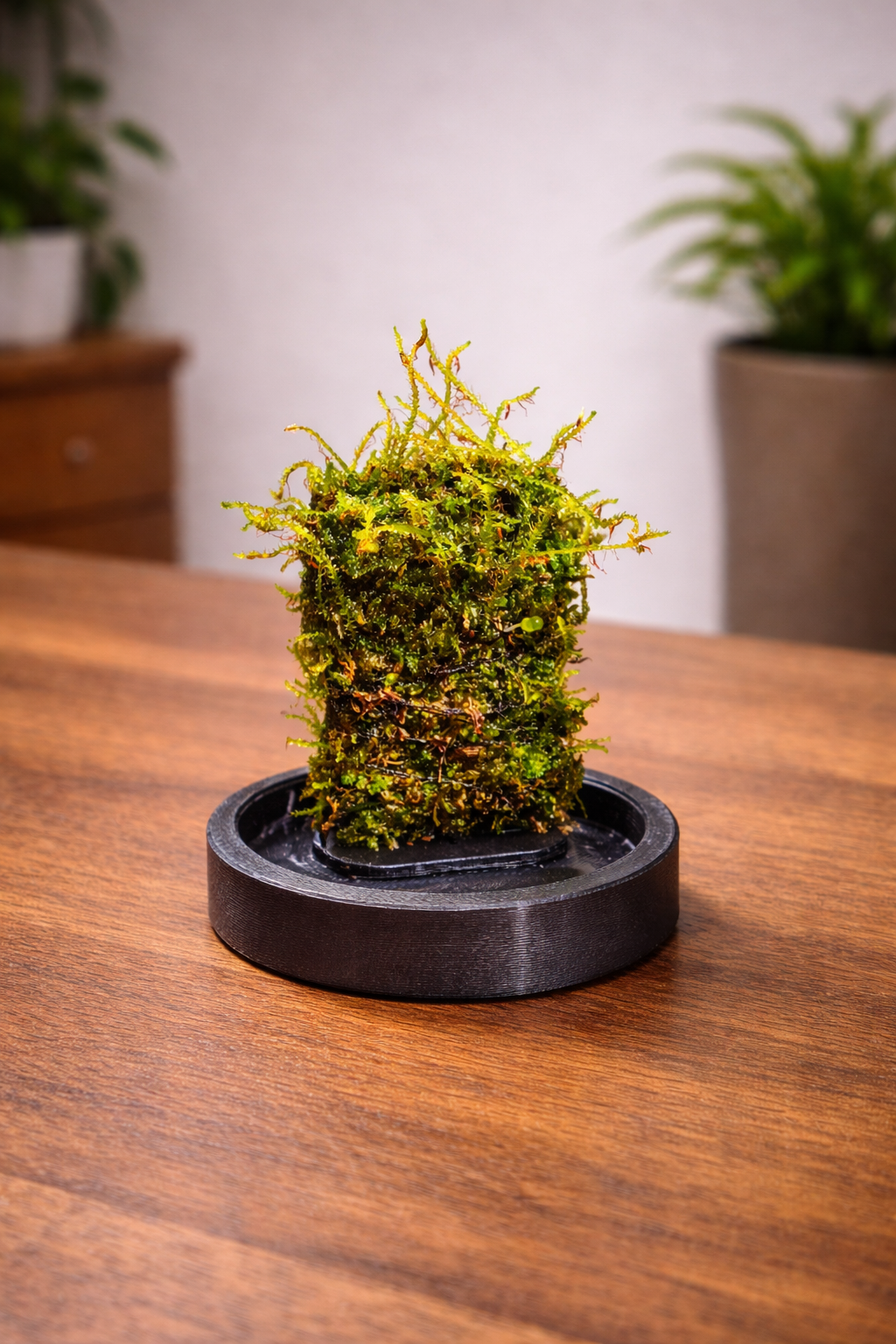 Mini Dome Terrarium (3 Inch) Greengrapesstudios