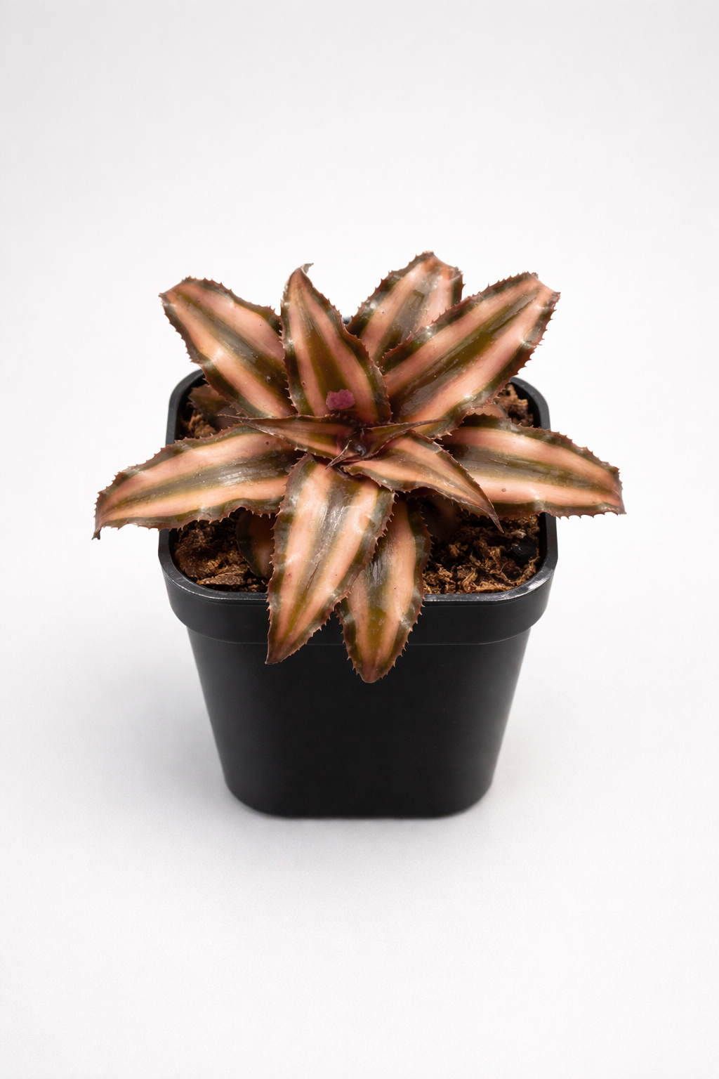 Cryptanthus Brown Greengrapesstudios