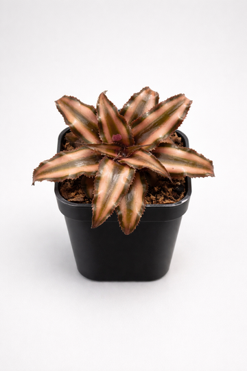 Cryptanthus Brown Greengrapesstudios