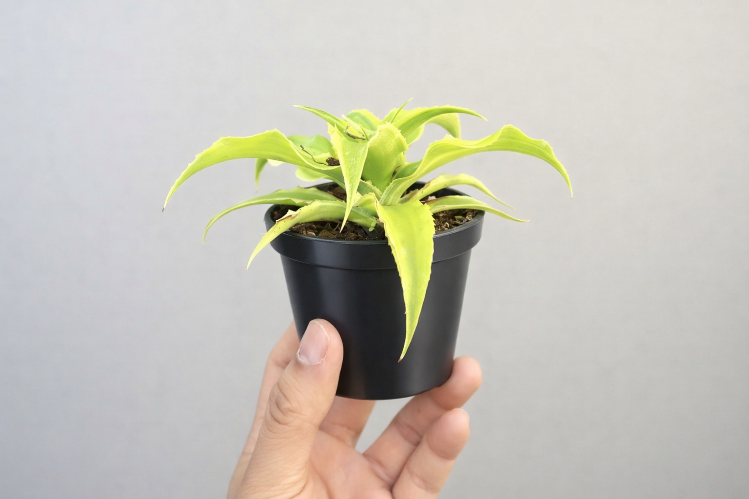 Cryptanthus Green Greengrapesstudios