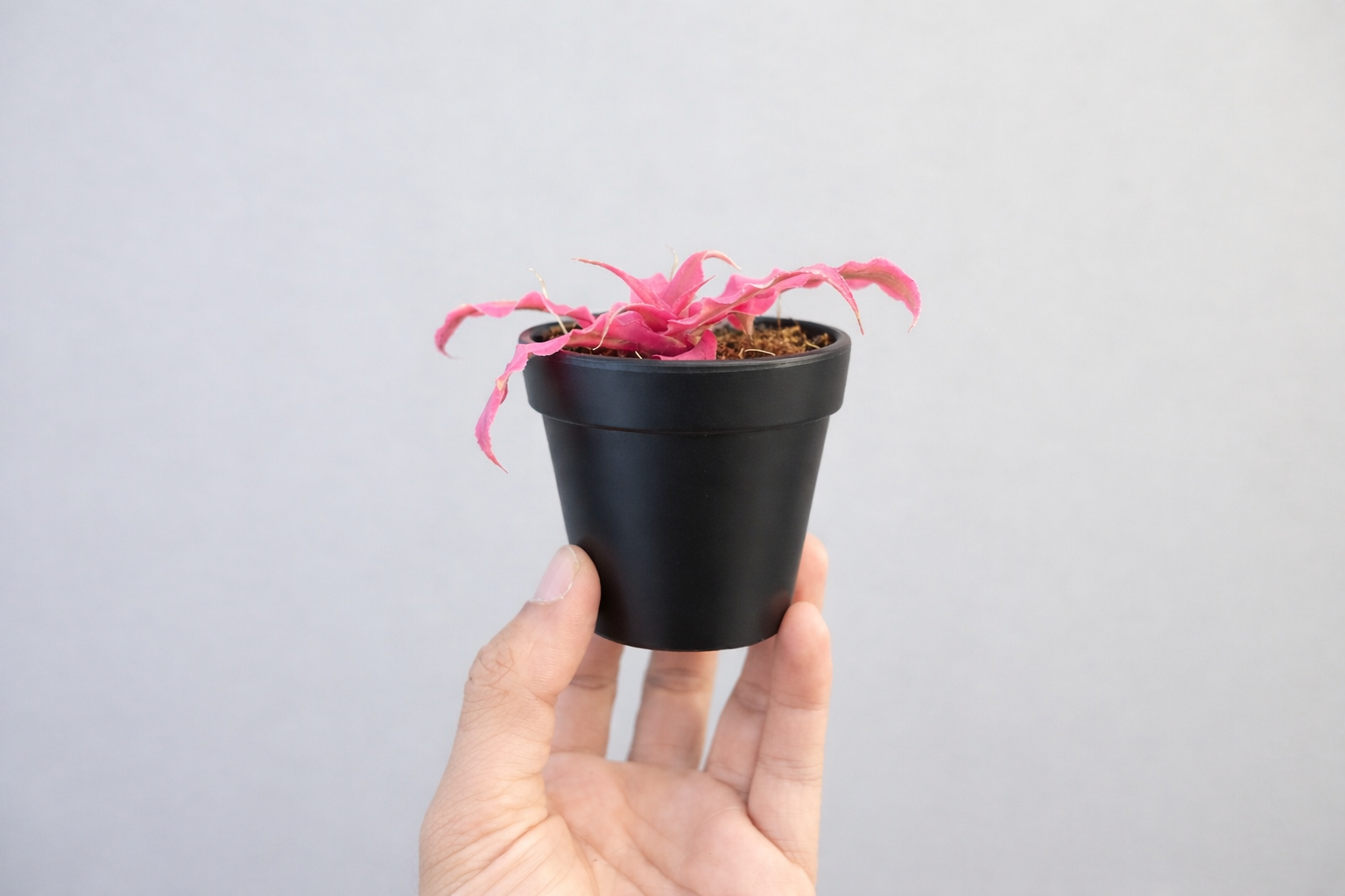 Cryptanthus Dark Pink Greengrapesstudios