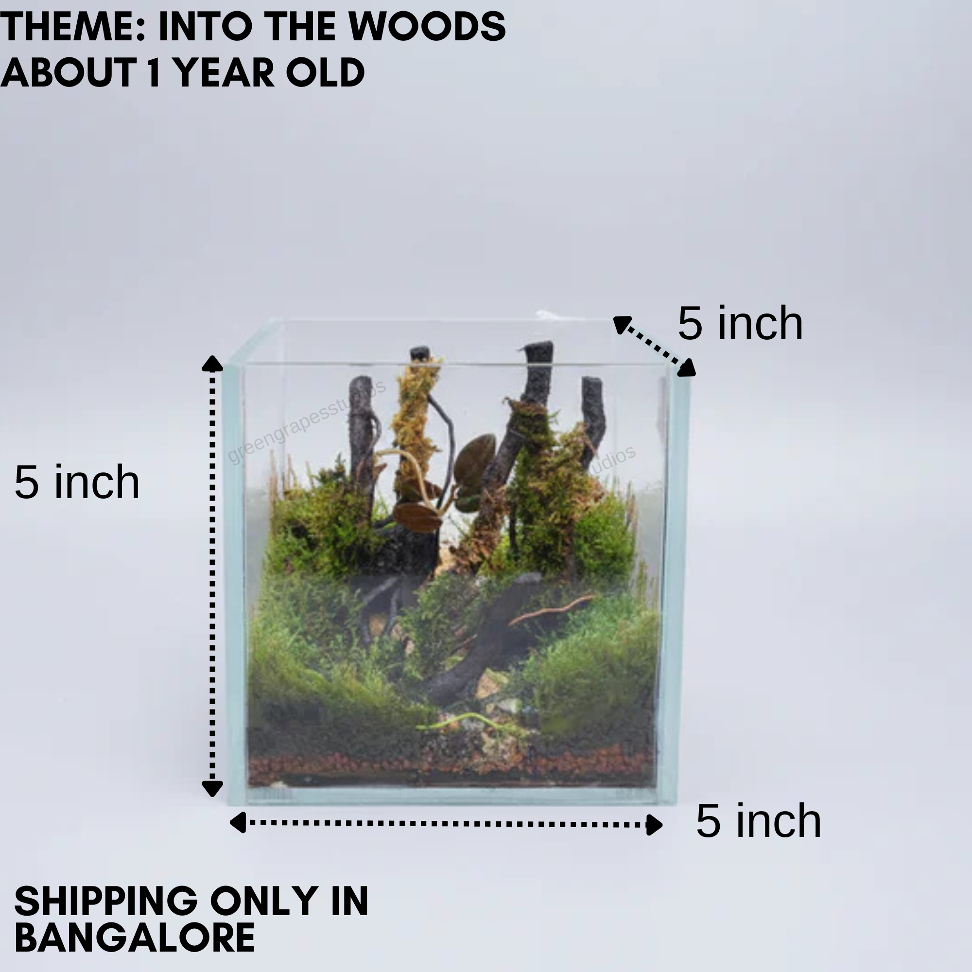 Cube Terrarium (Into the wood theme)