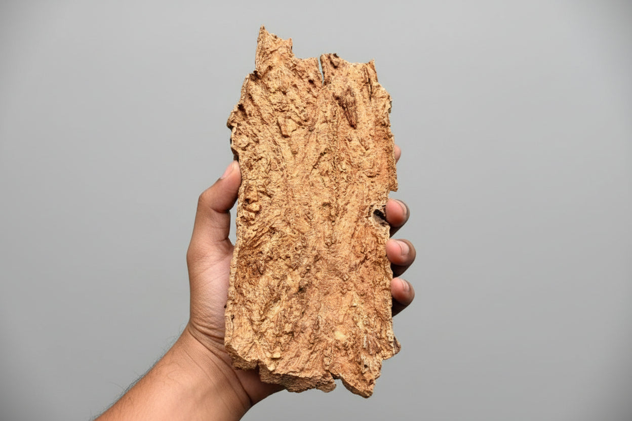 Cork Bark Set of 2 Greengrapesstudios