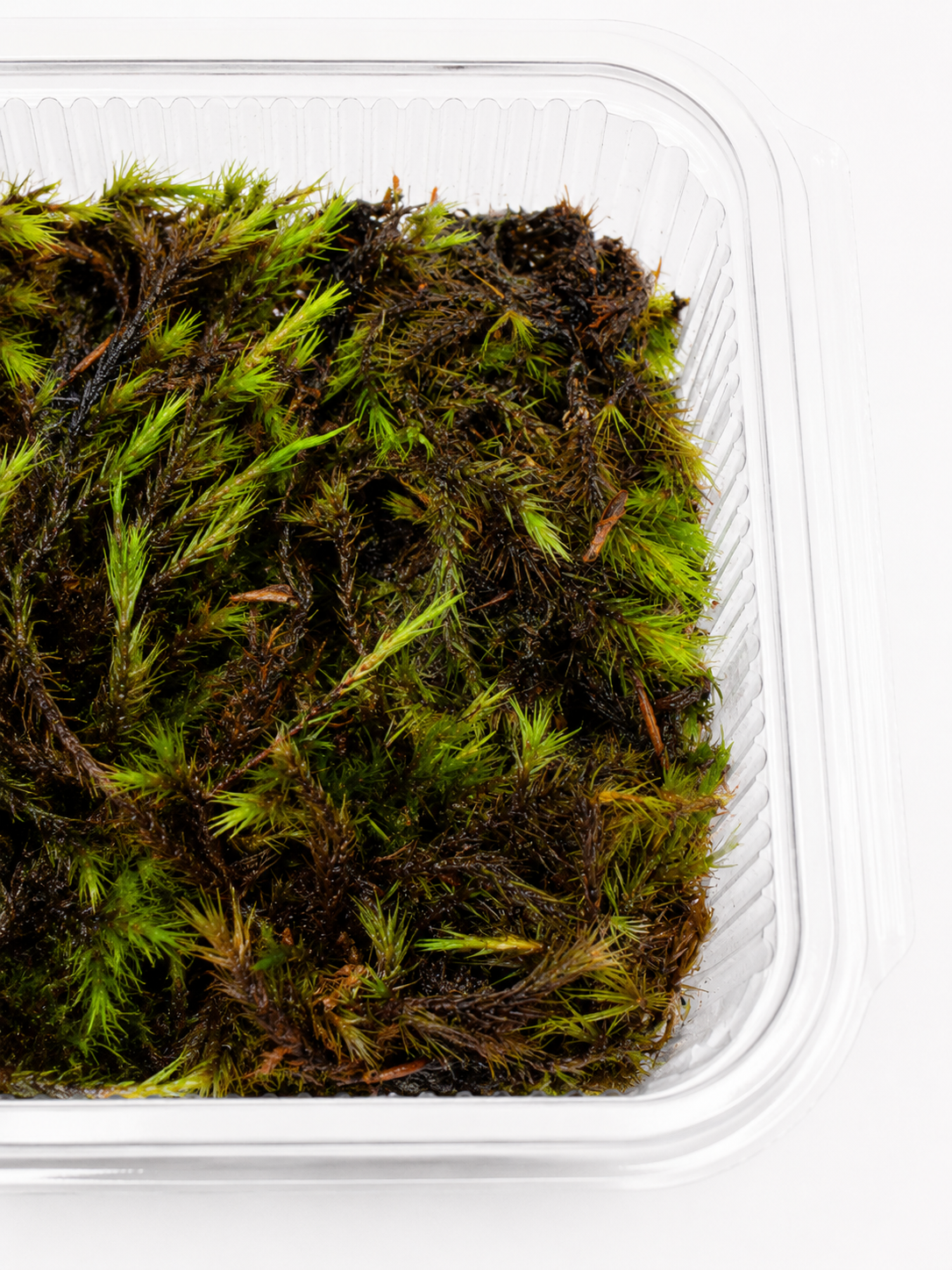 Fern Moss Greengrapesstudios