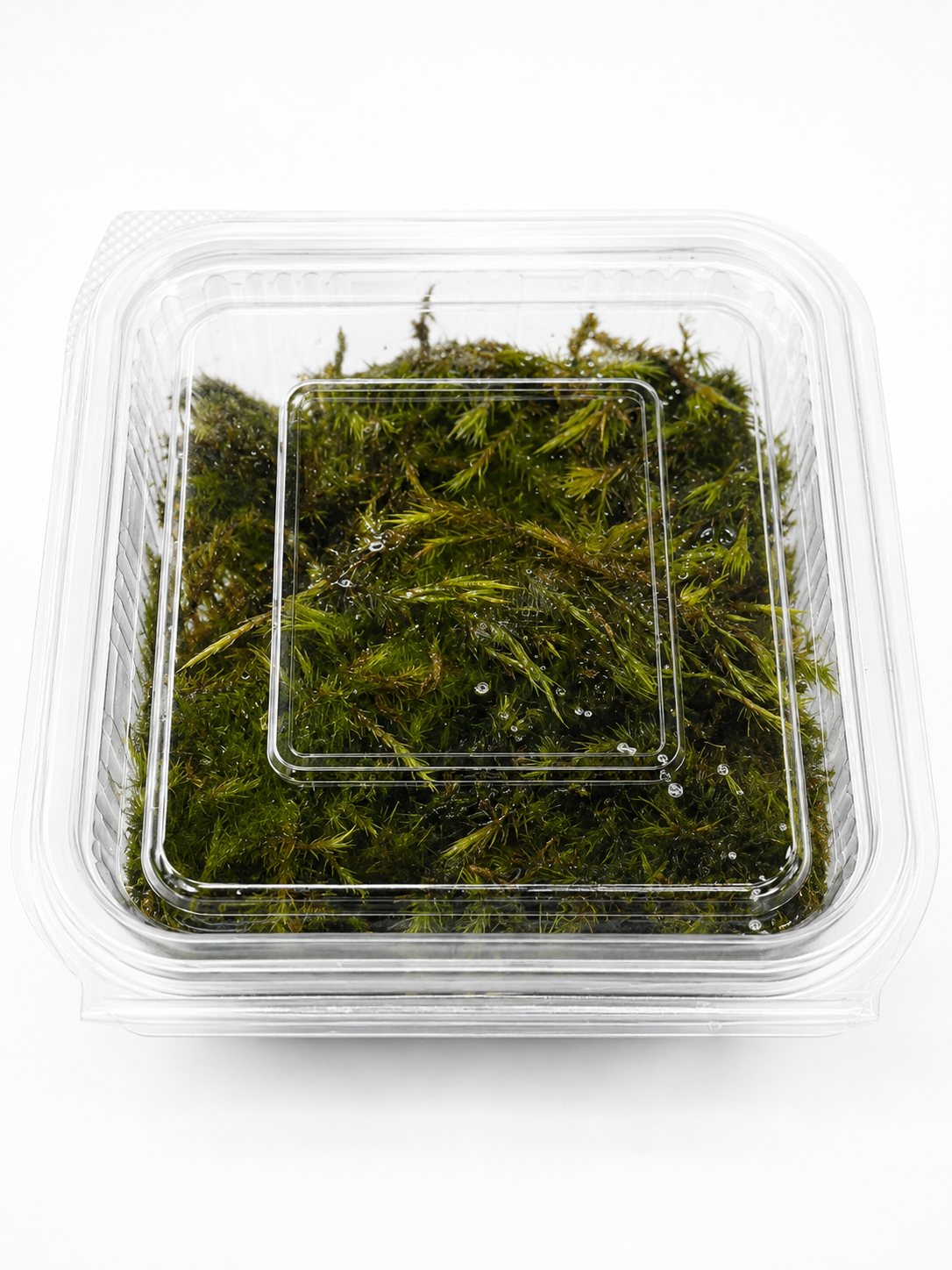 Fern Moss Greengrapesstudios
