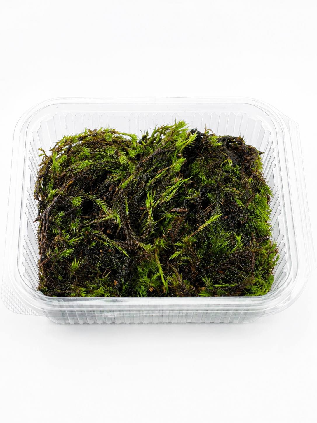 Fern Moss Greengrapesstudios