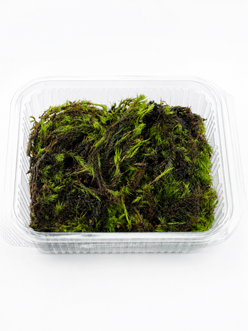 Fern Moss Greengrapesstudios