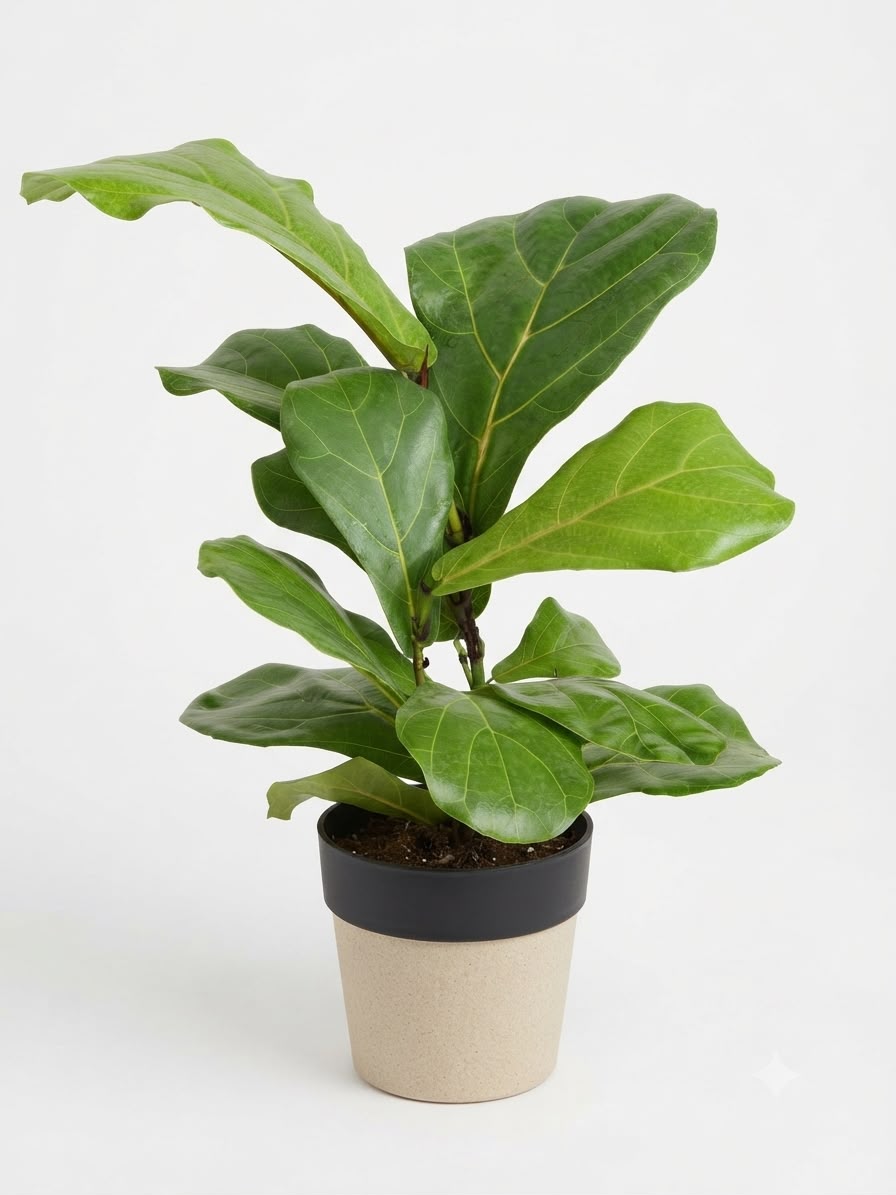 Ficus Fiddle Leaf Greengrapesstudios
