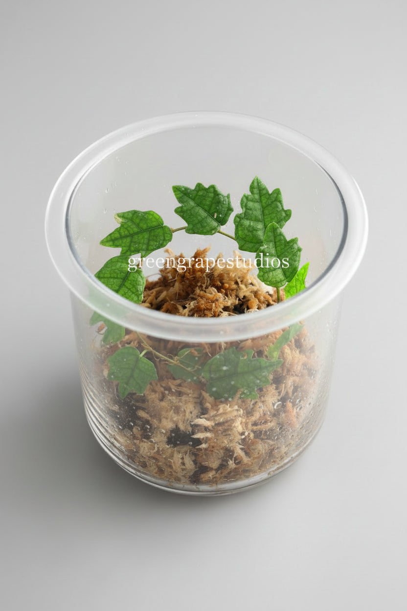 Terrarium plant