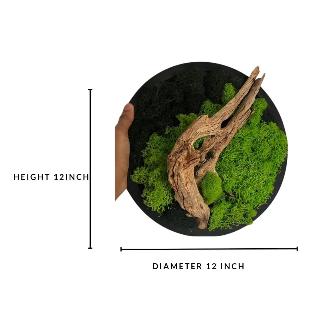 Preserved Moss Frame