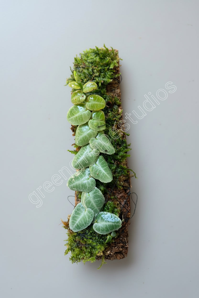 Marcgravia Umbellata