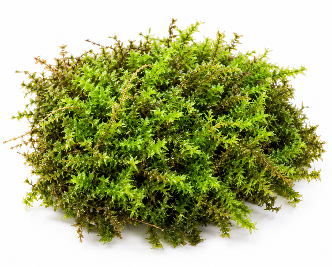 Badge moss (Terrarium) Greengrapesstudios