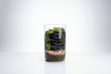 Cylindrical Terrarium Greengrapesstudios