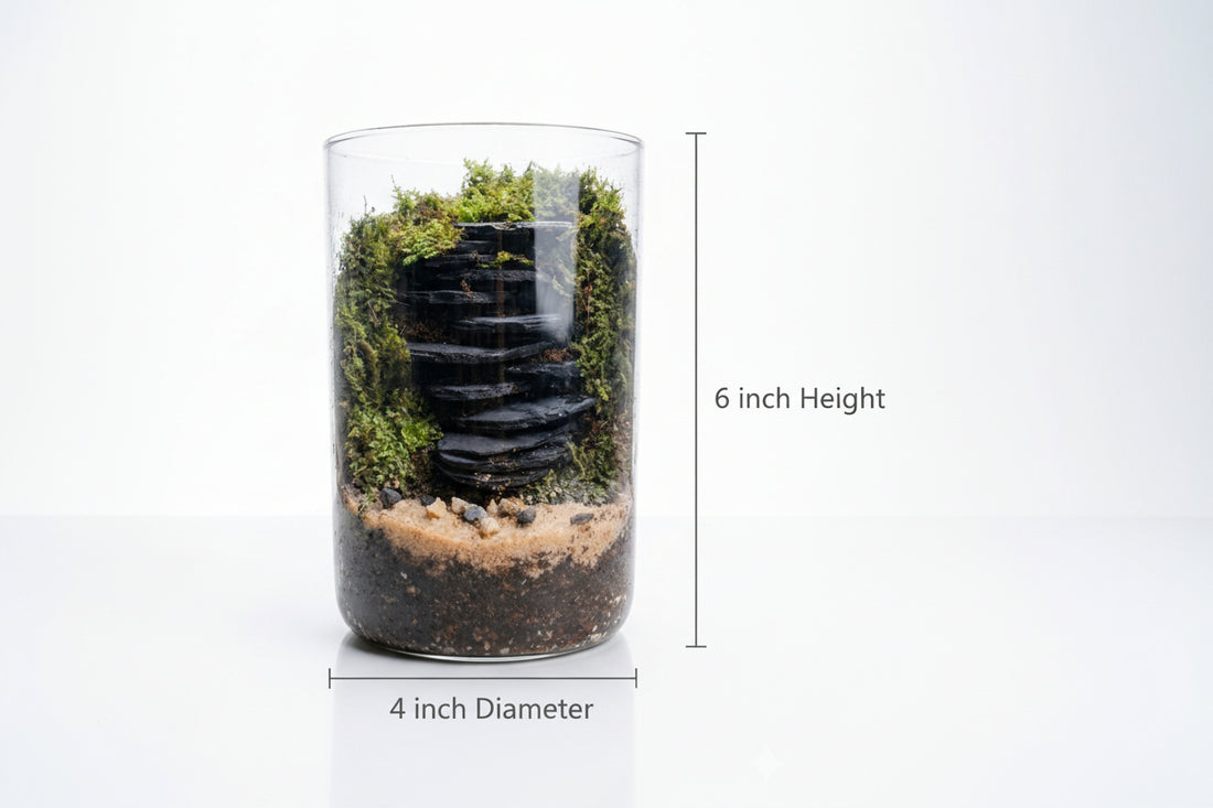 Cylindrical Terrarium Greengrapesstudios