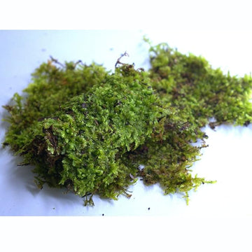Terrarium moss