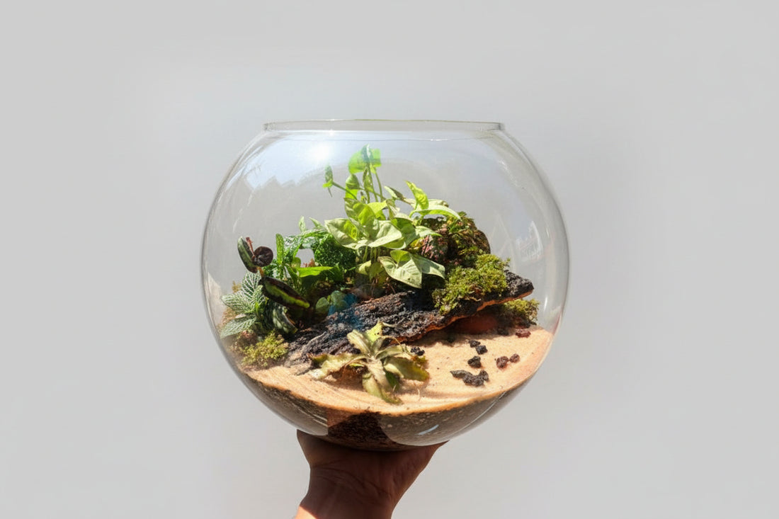  Terrarium 10 inch kit