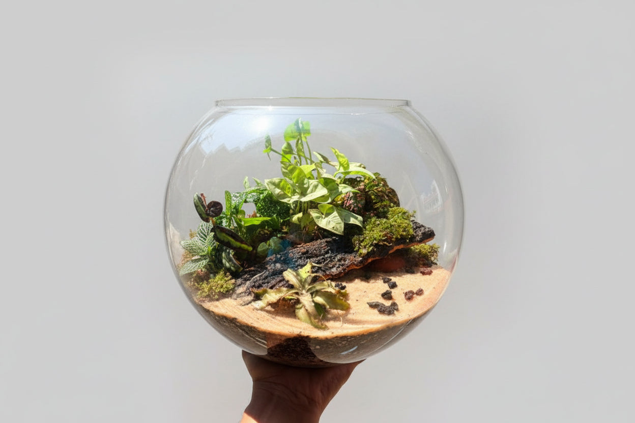  alt="Terrarium_10_inch"
