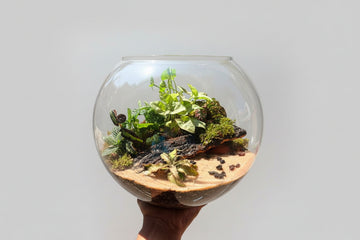  alt="Terrarium_10_inch"