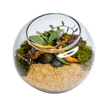 4-Inch Terrarium