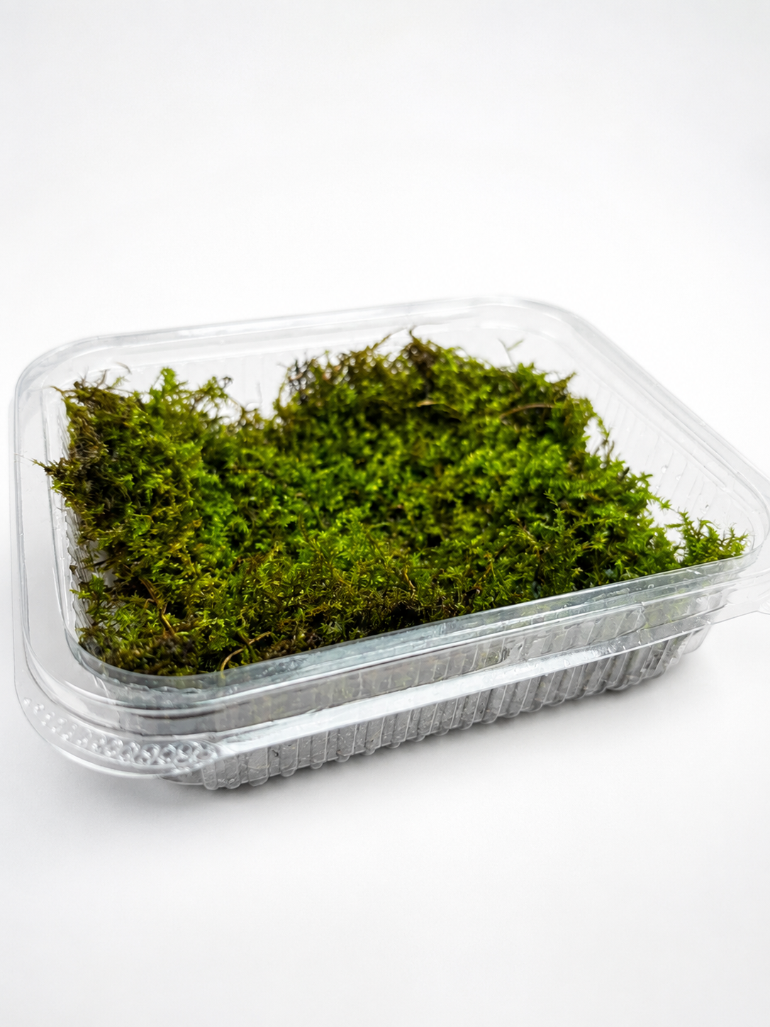 Badge moss (Terrarium) Greengrapesstudios