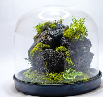 Dome Terrarium