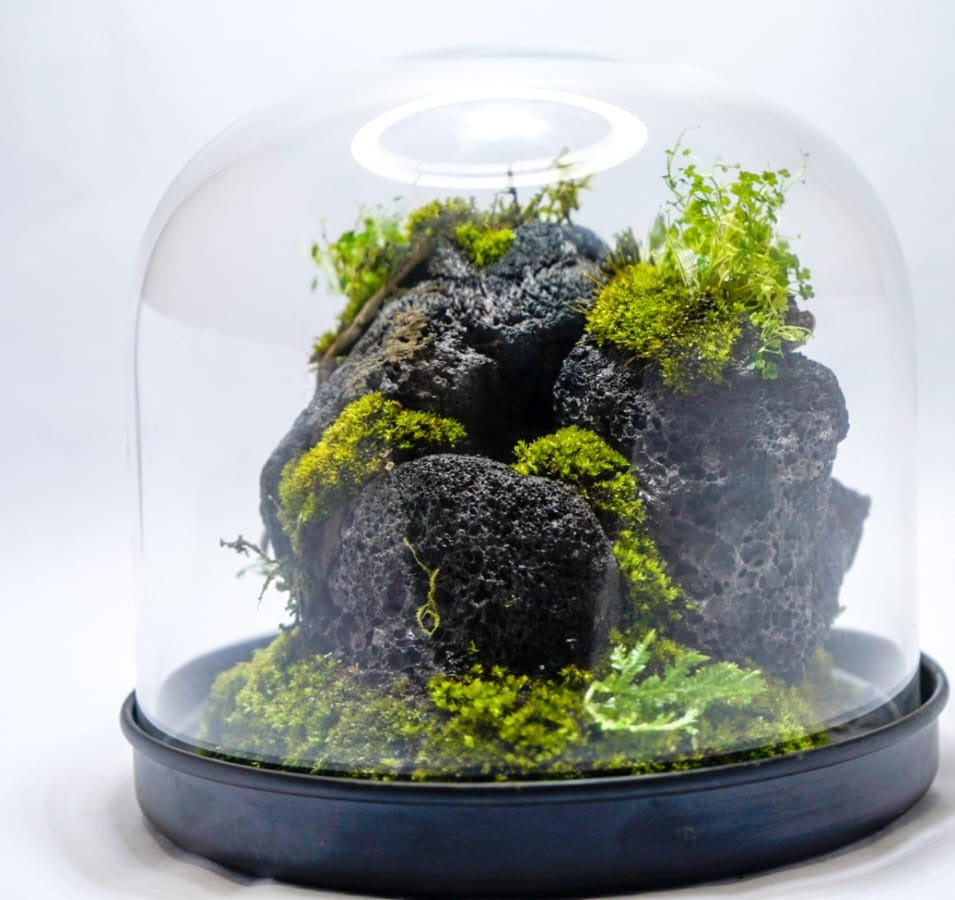 Dome Terrarium