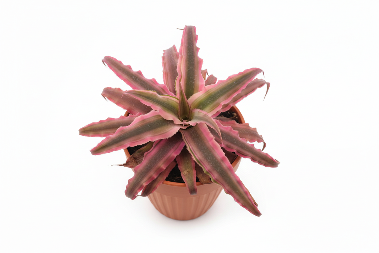 Cryptanthus Pink Stars