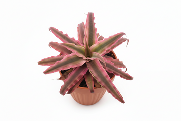 Cryptanthus Pink Stars