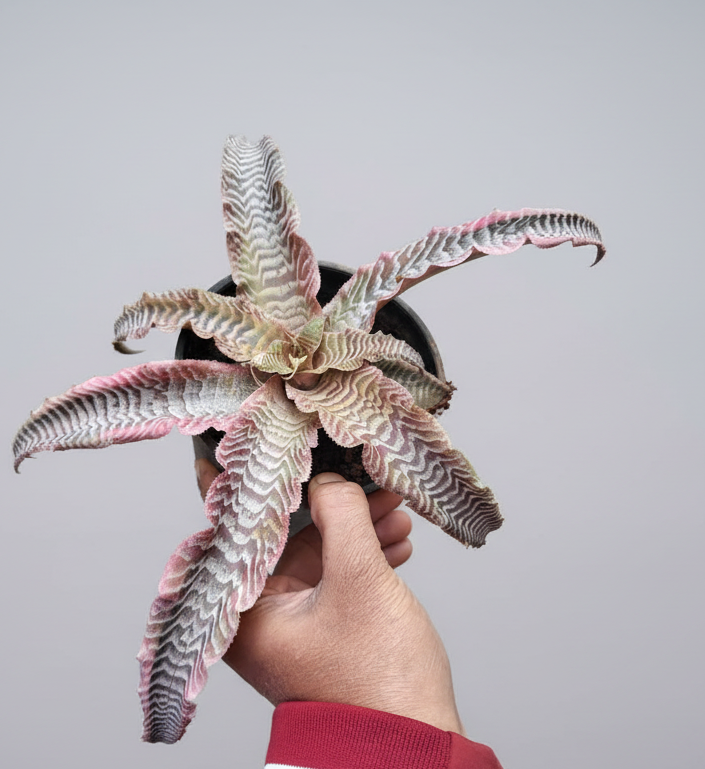 Cryptanthus zonatus