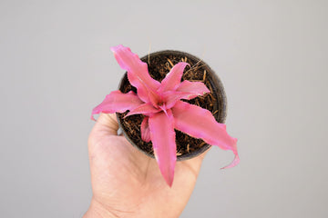 Cryptanthus Dark Pink Greengrapesstudios