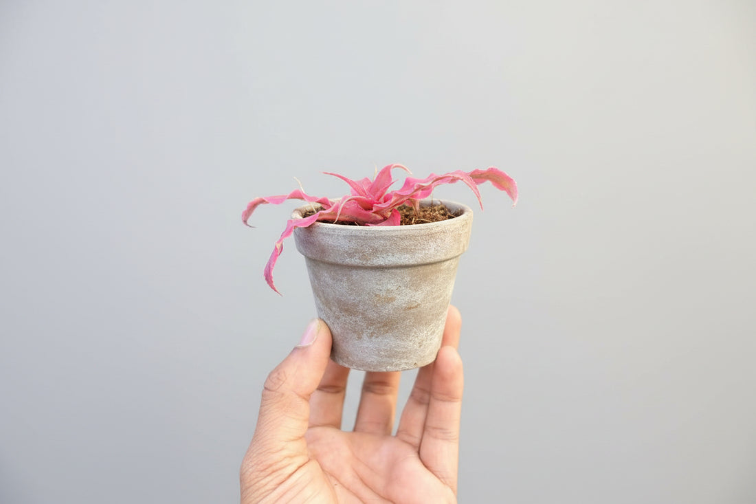 Cryptanthus Dark Pink