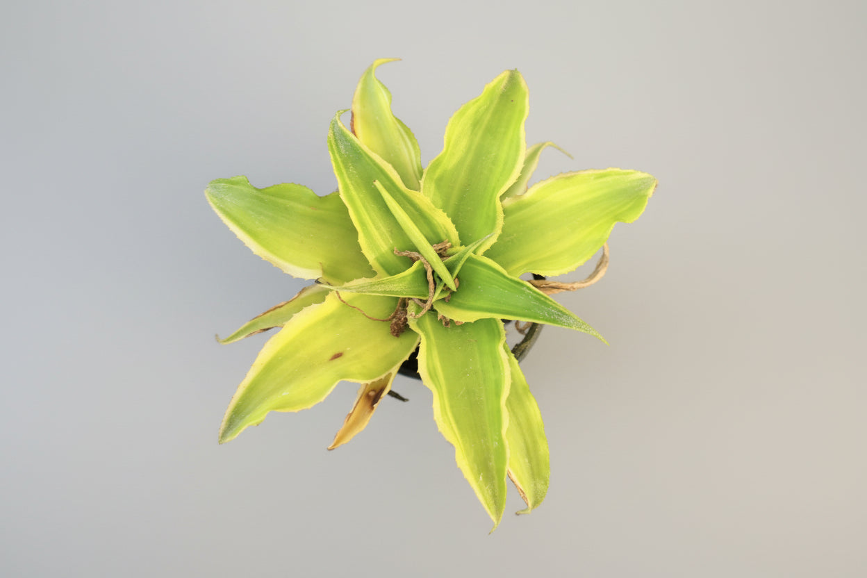 Cryptanthus Green