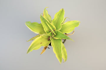 Cryptanthus Green
