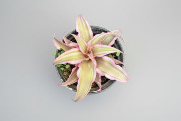 Cryptanthus Pink