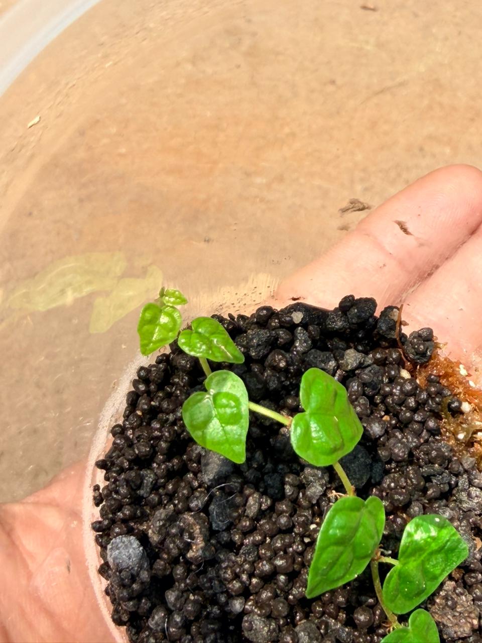 Ficus pumila var. minima Greengrapesstudios