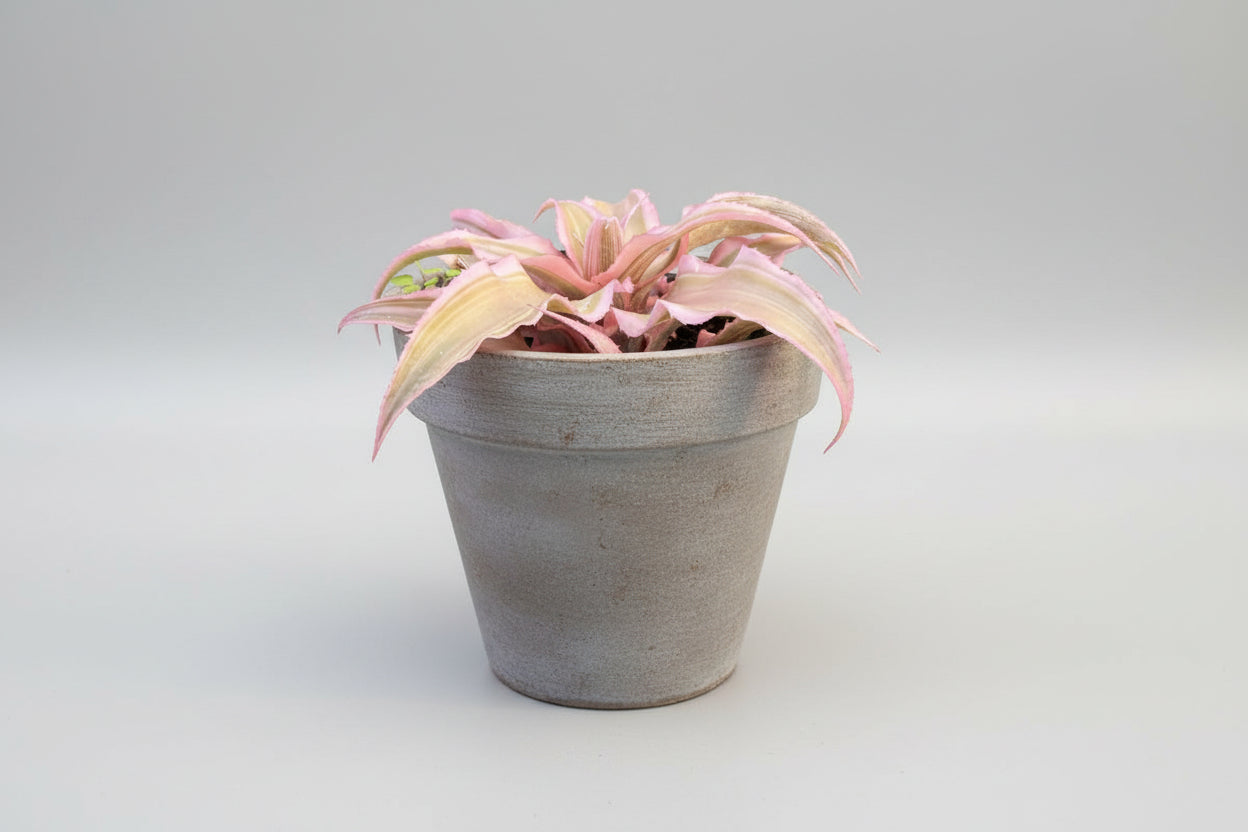 Cryptanthus Pink