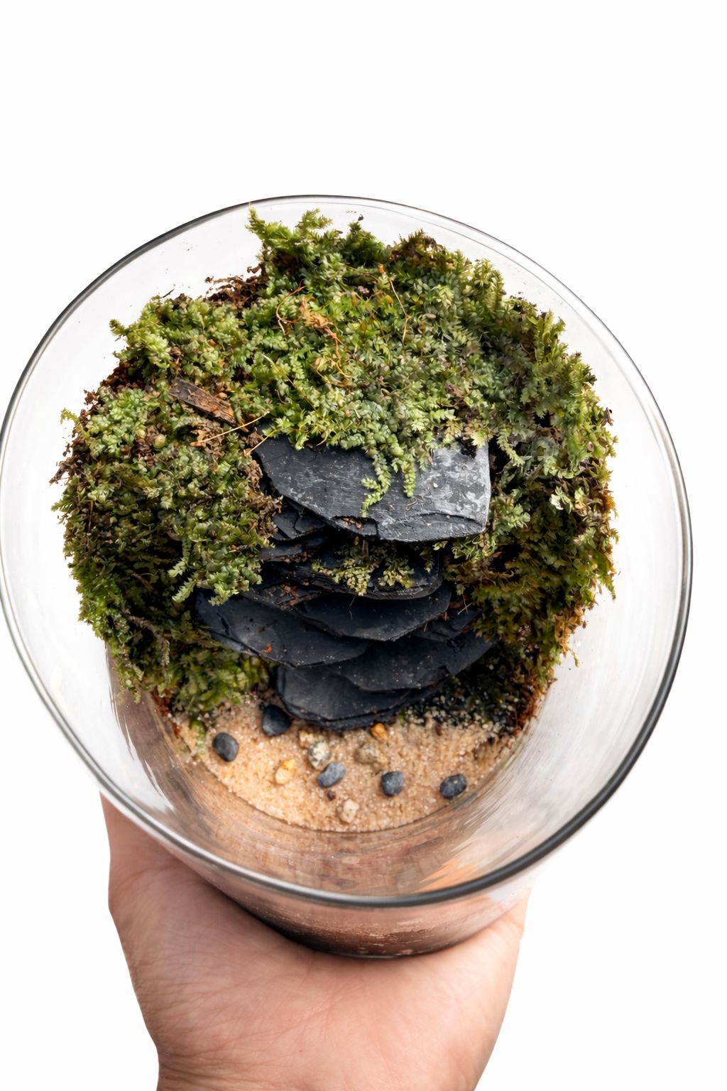 4x6 Cylindrical Terrarium Greengrapesstudios