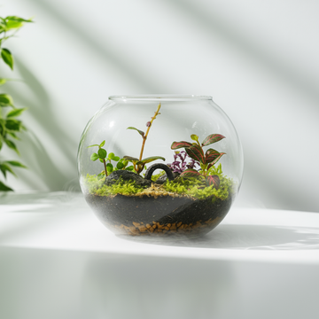 6-Inch Terrarium