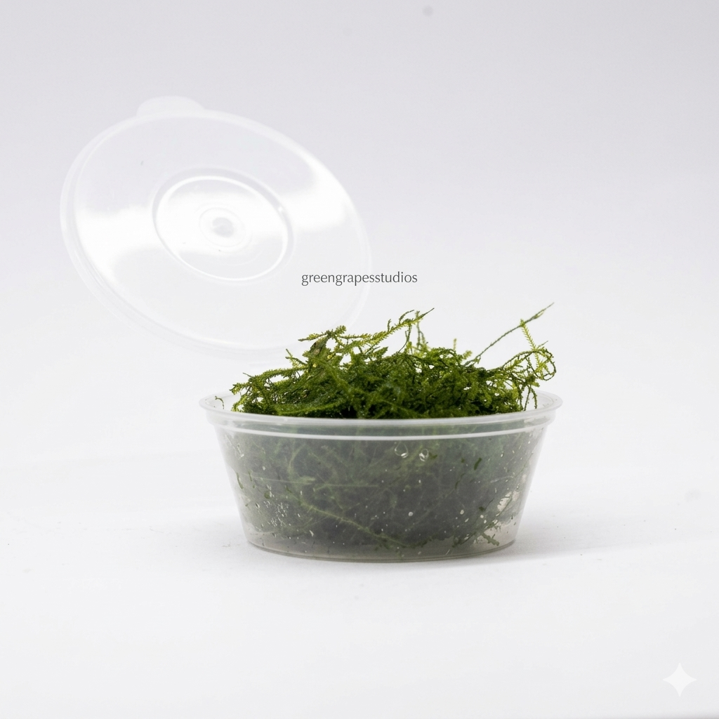 Java moss Greengrapesstudios